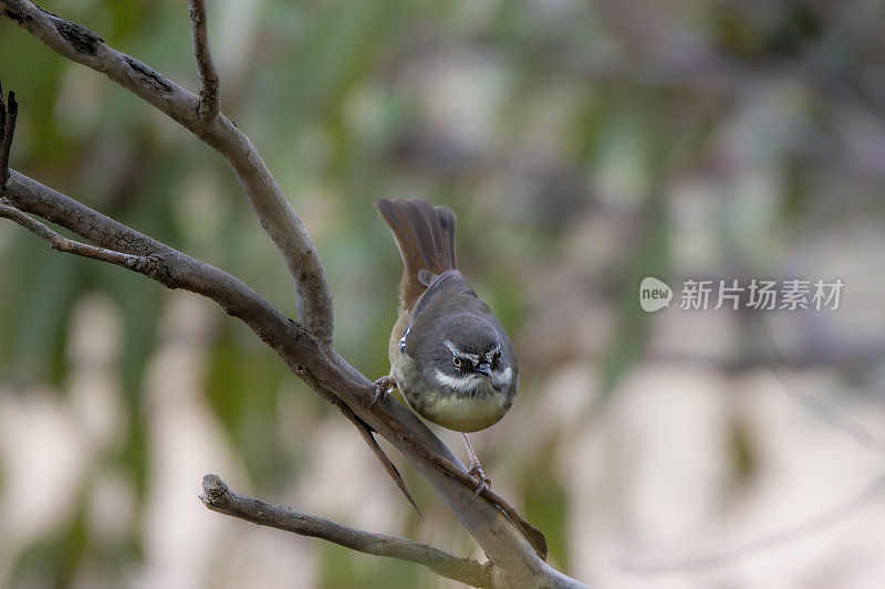 白眉鹪(frontalis Sericornis)